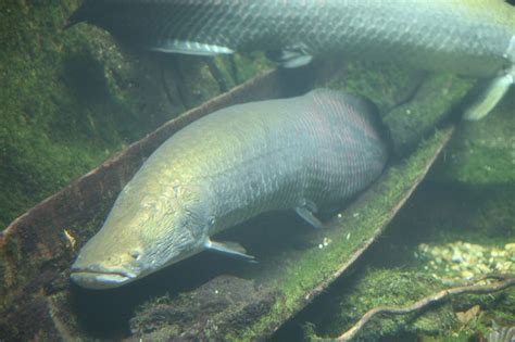 Evidence Of Giant Air Breathing Amazonian Fish Rediscovered OutdoorHub