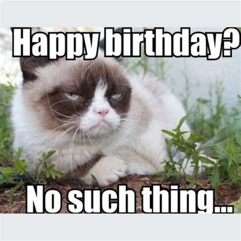 30+ Funny Grumpy Cat Birthday Memes Ideas for The Big Day Bash