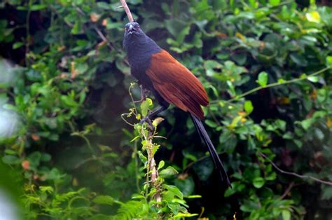 Greater Coucal - Centropus sinensis - yaca221467