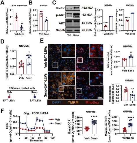 Senolytic Reduces MiRNA 326 3p Containing LEVs Secretion From Senescent