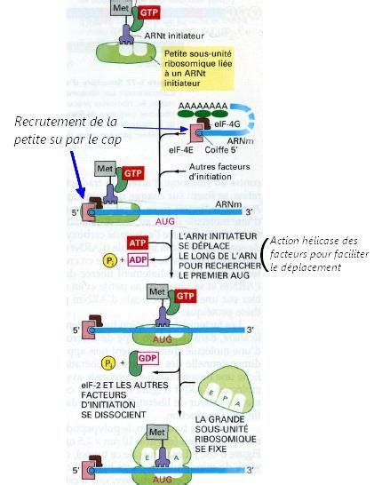 Poly QCM Histologie Tutorat Toulouse Lca Ecninfo