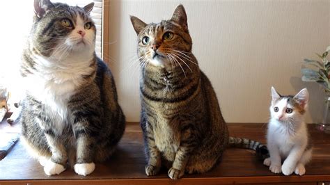 Maru Hana And Miri Maru The Cat Know Your Meme