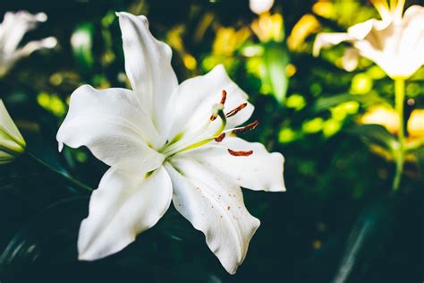 What do White Lilies Symbolise? 5 Types of White Lilies & Their Meanings