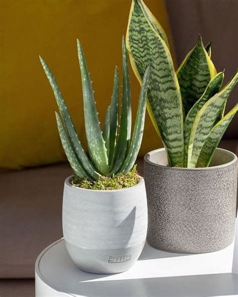 18 Best Indoor Plants for Anxiety and Depression | Balcony Garden Web