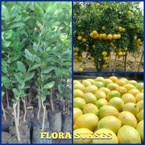 Jual Bibit Tanaman Jeruk Lemon California Bibit Jeruk Lemon Jumbo