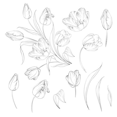 Tulip Outline Clip Art