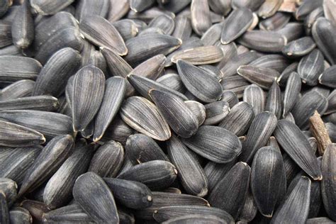 How To Grind Sunflower Seeds