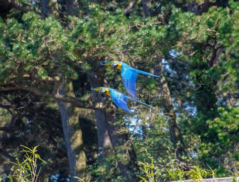 Blue and Yellow Macaw`s Flying Stock Image - Image of nature, parrot: 116905475