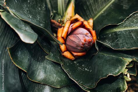 Banana fruit - Musa acuminata Stock Photo | Adobe Stock