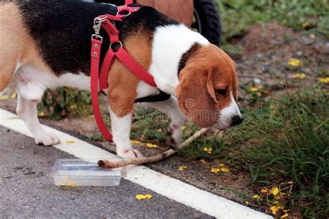 Dog walking in park. stock photo. Image of exercising - 118126470