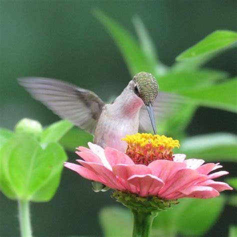 Pin By Lilian Eko On Colibrís Brisas Hummingbird Pictures Beautiful