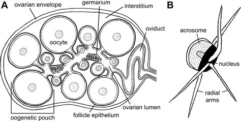 14 Schematic Illustration Of Reproductive System Of Crayfish A