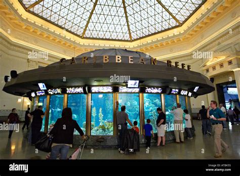 Shedd Aquarium Exhibits The Caribbean Reef - Aquarium Views