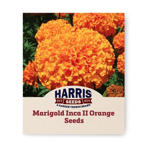 Harris Seeds Marigold Inca Ii Orange F1 Variety Non Gmo 250 Seeds