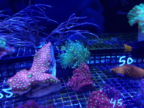 Sustainable Coral Farming: Restoring Coral Reefs - Ocean Info