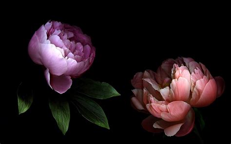 Peony Q Beautiful Peony Peony Black Background Beautiful Peonies