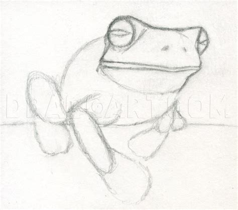 How To Draw A Realistic Frog White Lipped Tree Frog Step By Step