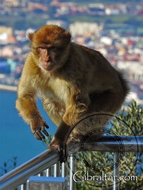 Gibraltar Macaque Walking Along Railing A Gibraltar Macaque Walking