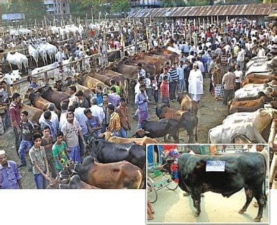 Cattle Prices Fall But Yet High The Daily Star