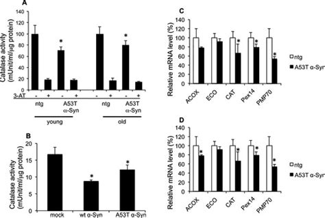 Syn inhibits catalase. (A) Catalase activity measured in protein ... 