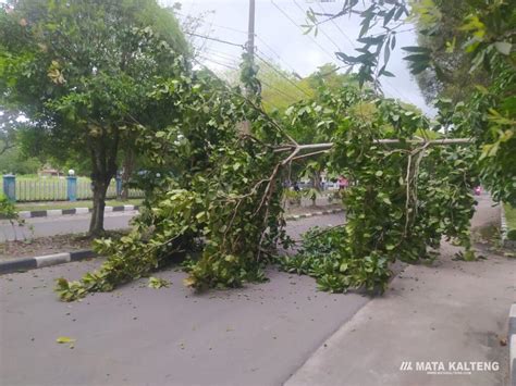 Diterpa Angin Pohon Ketapang Tumbang Ke Jalan Raya