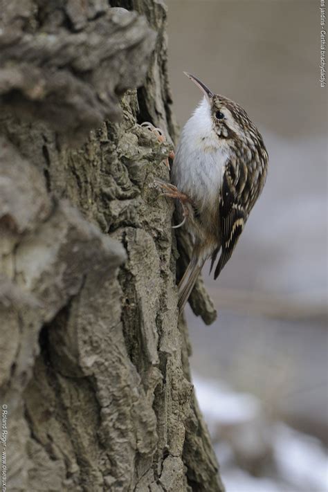 Short Toed Treecreeper