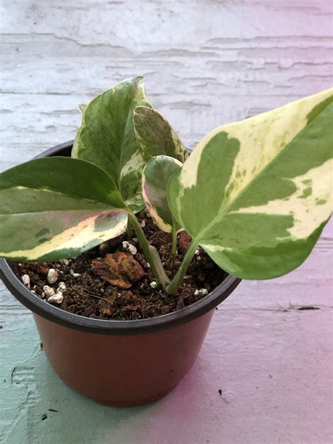 Rare Pearls And Jade Pothos Kayla S Cuttings