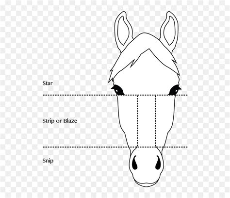 Face Markings Template Half Girl Half Horse Face Drawing Hd Png