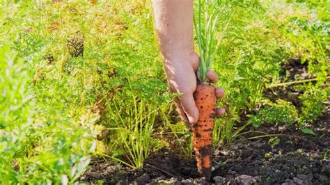 How to Plant Carrot Seeds: Techniques for Optimal Germination ...