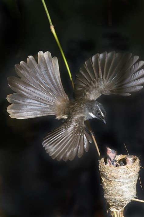 Fantail Flycatcher Stock Photo Image Of Parental Affection 23414086