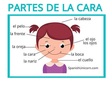 Partes Del Cuerpo En Espanol