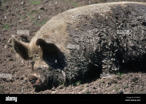 Adult Female Pig (Sow),Lying Covered In Mud Cooling & Protecting Her ...