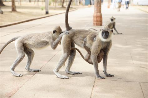 Monkey Butt Photograph by Scott Elberger - Fine Art America