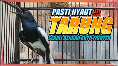 Suara Kacer Ngeplong Tarung Gacor Ini Paling Ampuh Buat Pancingan