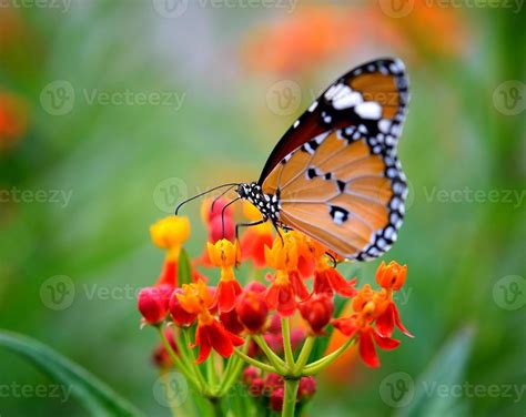 Butterfly on orange flower in the garden 4176978 Stock Photo at Vecteezy