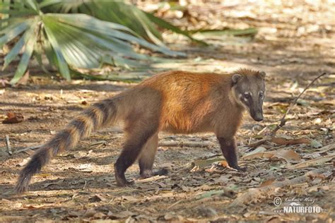 Nasua nasua Pictures, Brown-nosed Coati, South American Coati Images ...