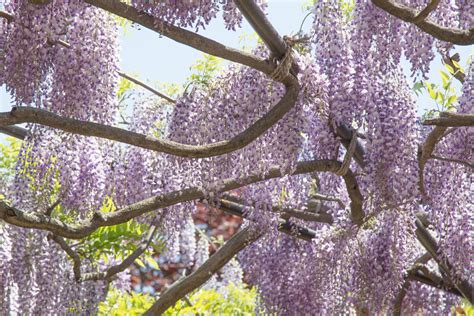 札幌・藤の花の名所は？藤棚が見られる公園・穴場スポット5選！ 札幌ライフログ