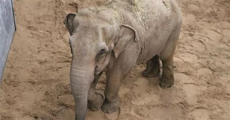 Second Twycross Zoo Elephant Unpacks Her Trunk And Trumpets New Life In