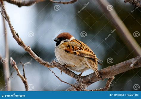 Birds of the steppes stock image. Image of flight, autumn - 104906053