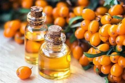 Sea Buckthorn Oil For Cosmetic 100 Pure At Rs 3000 Bottle In