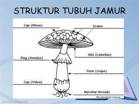 Struktur Tubuh Jamur Tiram Homecare24