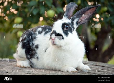 Big Ears Hi Res Stock Photography And Images Alamy