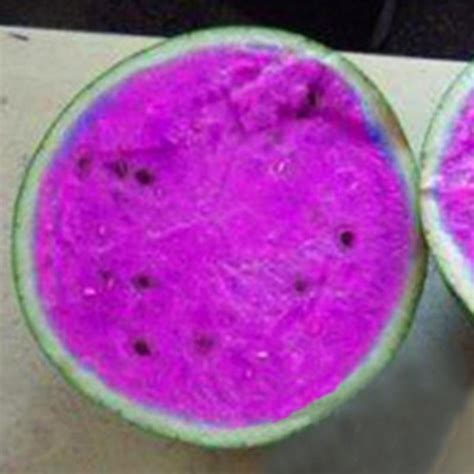 Colorful Watermelon Fruit Seeds – McKenna Seeds