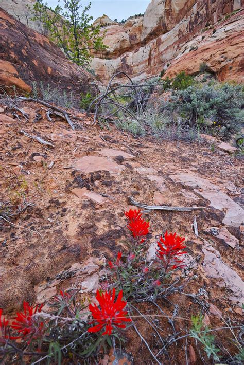 Calf Creek Falls