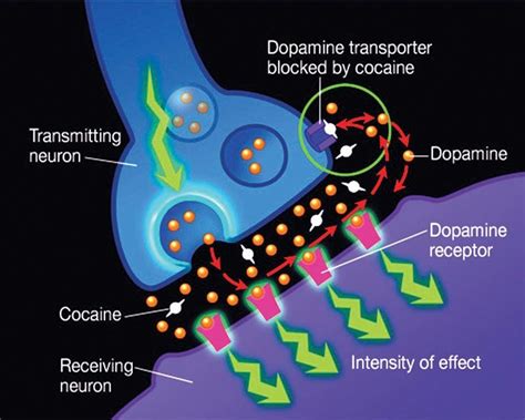 Drug Rehabilitation Research Shows Dopamine D Receptors In | SexiezPix ...