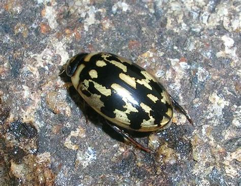 Escarabajos Buceadores Aprende Sobre La Naturaleza Farmacia Cinca