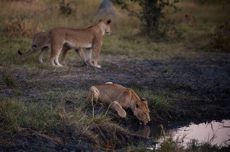 A Lioness Panthera Leo Drinking From A License Image 13835008