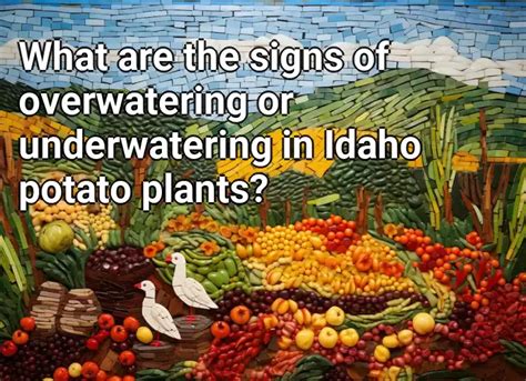 What Are The Signs Of Overwatering Or Underwatering In Idaho Potato Plants Agriculture Gov