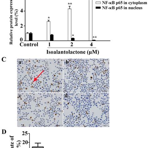 Effect Of Isoalantolactone On Nf B P Activation In The Mda Mb