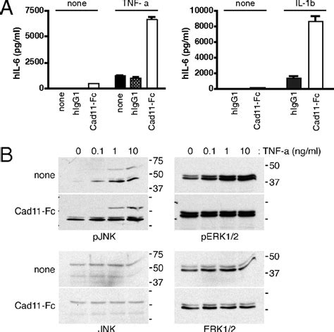 Cadherin 11 Regulates Fibroblast Inflammation Pnas